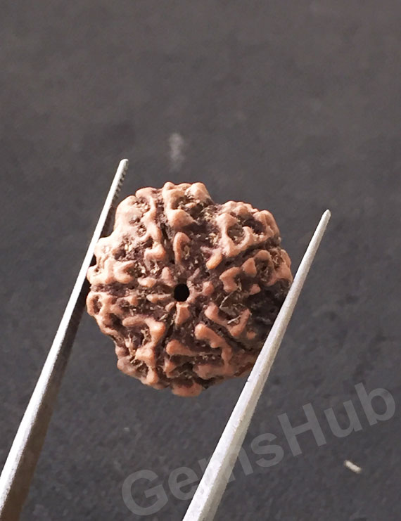 5 Mukhi Natural Certified Rudraksha Size- 21.4 mm Premium
